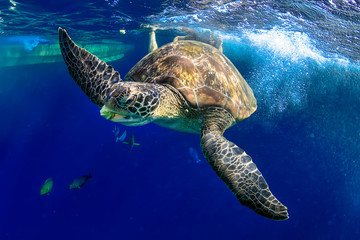 Large Green Sea Turtle (Chelonia mydas) near the surface in a tropical ocean (Similan Islands)