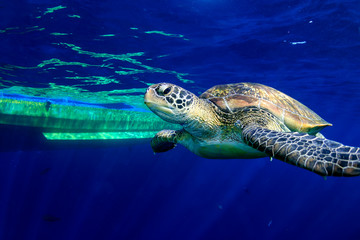 Obraz premium Large Green Sea Turtle (Chelonia mydas) near the surface in a tropical ocean (Similan Islands)