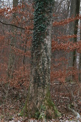 Naklejka premium Natur