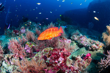 Naklejka na ściany i meble Colorful tropical fish swimming around a coral reef in Thailand