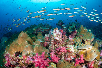 Colorful tropical fish swimming around a coral reef in Thailand