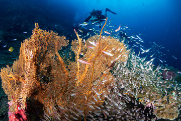 Fototapeta na wymiar SCUBA diver on a tropical coral reef