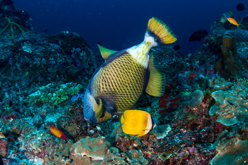 A large Titan Triggerfish (Balistoides viridescens) feeding on a tropical coral reef