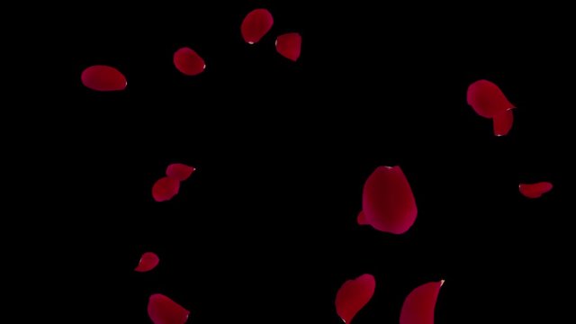 Rose petals Red fluttering