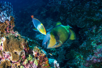 Fototapeta na wymiar A large Titan Triggerfish (Balistoides viridescens) feeding on a tropical coral reef