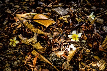 枯葉と花