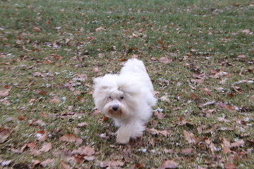 Dog