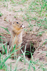 Photo gopher in the wild