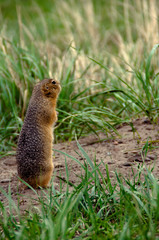 Photo gopher in the wild