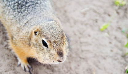 Photo gopher in the wild