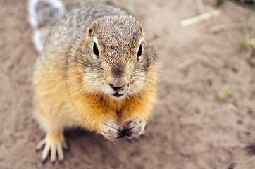 Photo gopher in the wild