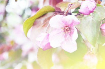 Fototapeta na wymiar Floral natural background spring time season. Blooming apple tree.