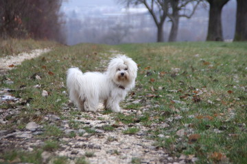 Dog