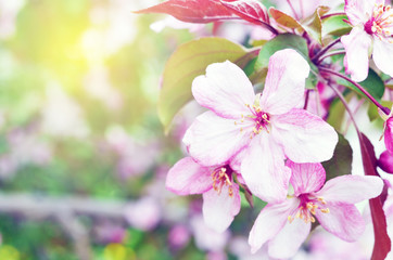 Naklejka na ściany i meble Floral natural background spring time season. Blooming apple tree.