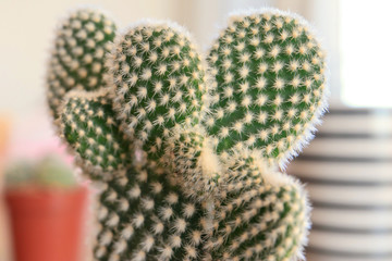 Cactuses on Wooden table, At the Living Room