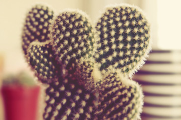Cactuses on Wooden table, At the Living Room