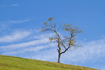 Fototapeta na wymiar Laubbaum auf einer Bergwiese