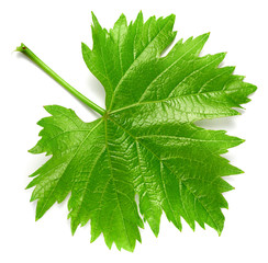 Grape leaf isolated on white