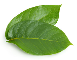 Obraz premium Walnuts leaf isolated on white