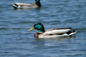 duck in water