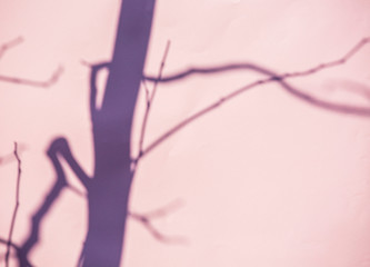 Branch shadow on the wall, Chiangmai  Thailand