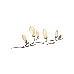 Flowering white magnolia branch. Twig with small flowers. Spring season. Nature theme. Detailed flat vector icon