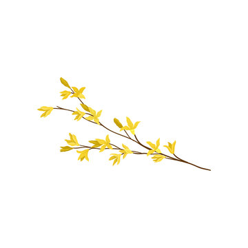 Forsythia branch with small yellow flowers. Flowering plant. Spring season. Nature theme. Detailed flat vector icon