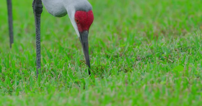 Sandhill Crane eating green grass in slow motion.