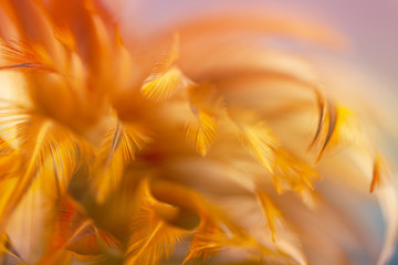 Blur styls and soft color of chickens feather texture for background, Abstract colorful
