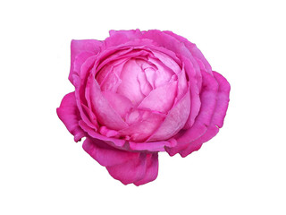 Cabbage pink rose, Old garden rose, Centifolia rose isolated on white background - obrazy, fototapety, plakaty