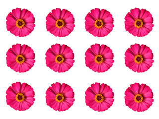 Pink zinnia violacea flower with yellow pollen alignment isolated on white background