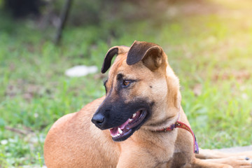 Close up portrait of a stray dog on side walk,vagrant dog