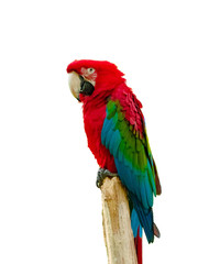 Macaw parrot isolated on white background