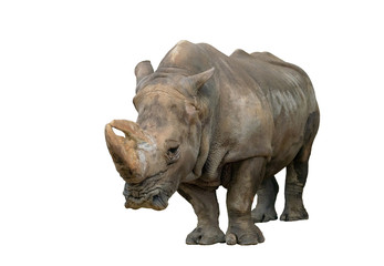 Rhino isolated on white background