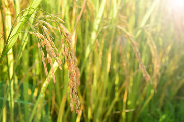close up of ripening rice in a paddy field