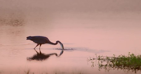 Great Blue Heron catches a fish in slow motion at sunset