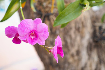 Beautiful pink orchid flower in garden at winter or spring day with blurred background