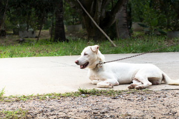 Close up portrait of a stray dog on side walk,vagrant dog