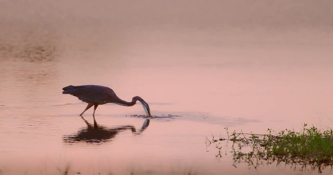Great Blue Heron catches a fish in slow motion at sunset
