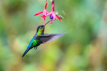 Blue hummingbird Violet Sabrewing flying next to beautiful red flower. Tinny bird fly in jungle. Wildlife in tropic Costa Rica. Two bird sucking nectar from bloom in the forest. Bird behaviour