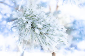 Frozen covered with snow and frost tree branch.