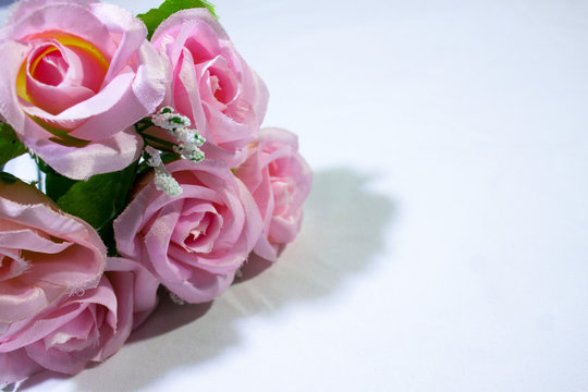 Pink roses on white background photoshoot. Valentine day