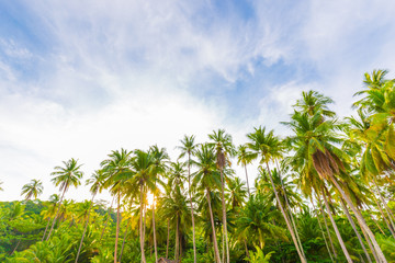 Naklejka na ściany i meble Coconut palm tree on sea beach sunrise morning blue sky