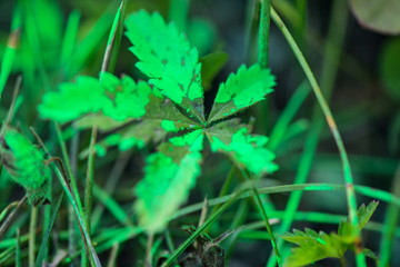 Green leaves in meadow covered with toxic, green paint. Polluted nature during road construction works  
