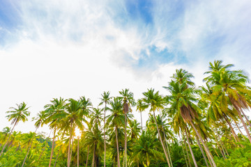 Fototapeta na wymiar Coconut palm tree on sea beach sunrise morning blue sky