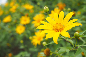 Large yellow Cosmos flower in flower garden.