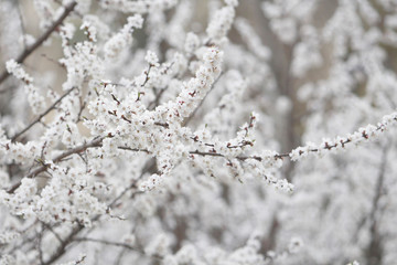 Blooming fruit tree closeup. Flowering apricot. Blooming cherry