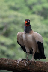 King vulture, Sarcoramphus papa, large bird found in Central and South America. Flying bird, forest...