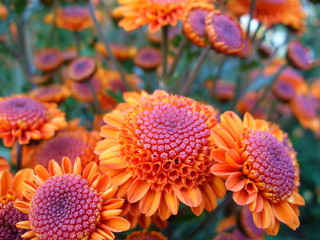 Beautiful flowers close-up