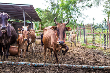 Cow in rural traditional soil farm